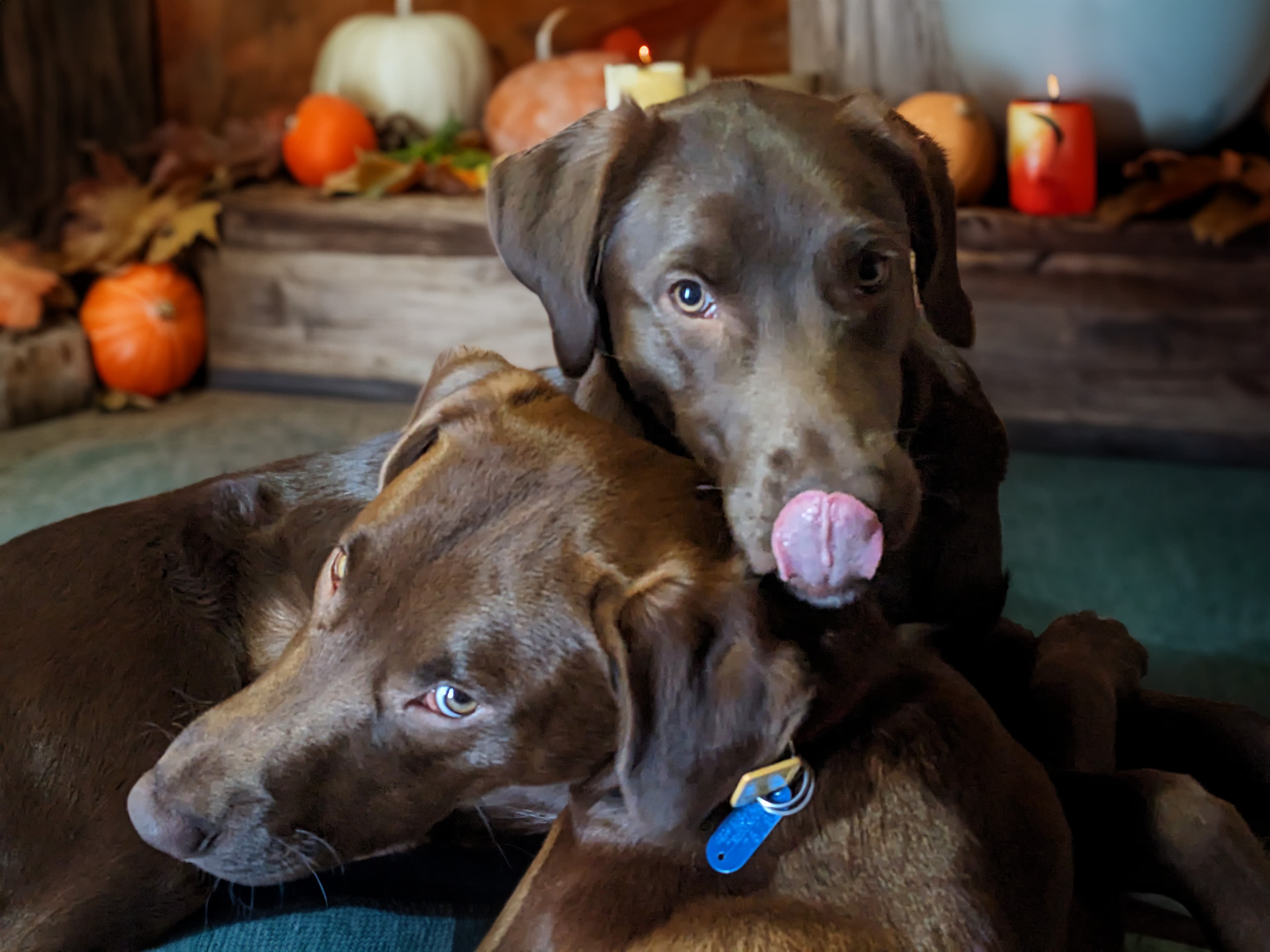 Banjo and Cocoa - two dogs
